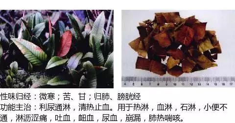 常用中草药名称大全图片及药效,常用中草药药效大全