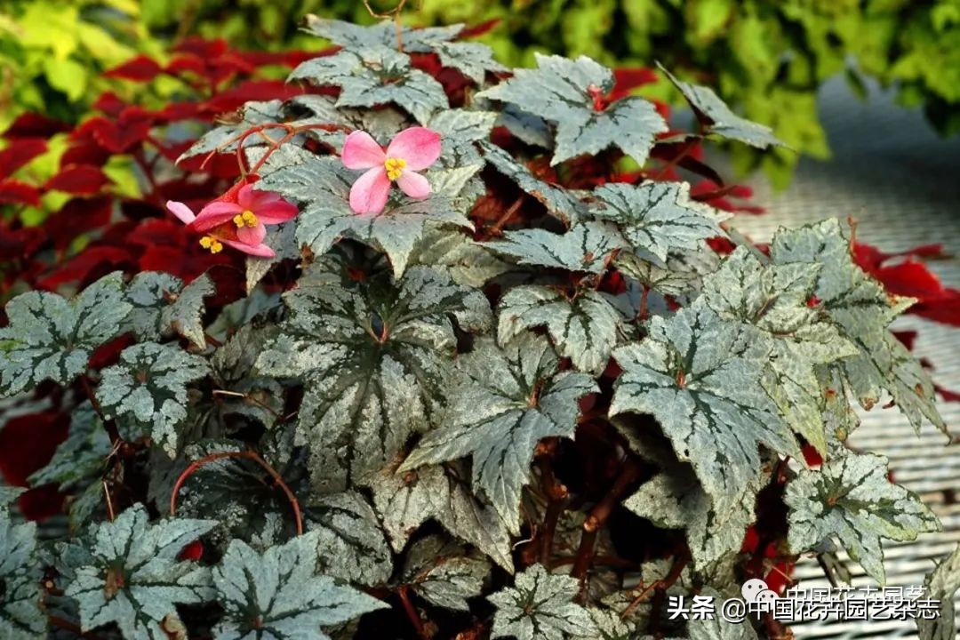 全球知名育种商网上推新品——TerraNova、ProvenWinners|环球