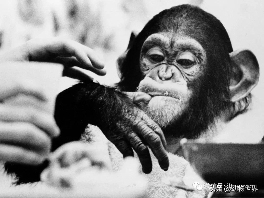 世界各国的著名动物,美国最著名的动物