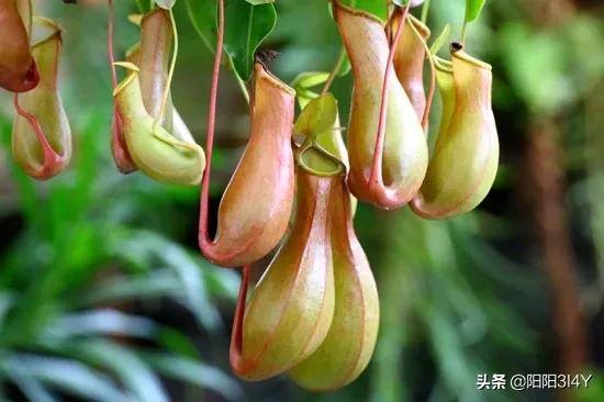 有哪些植物是吃虫子的,为什么有的植物能吃虫子