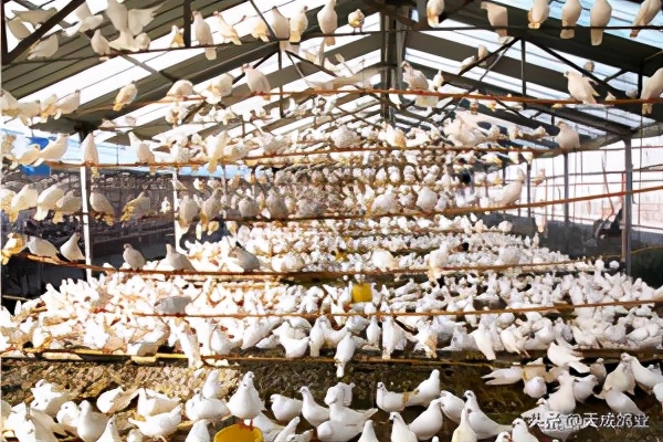 养2000只肉鸽,广东养什么肉鸽好