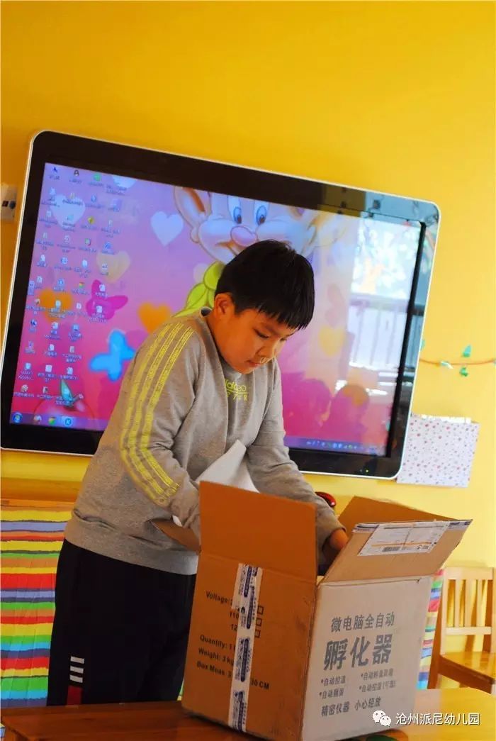 生命教育孵蛋,生命教育课程孵小鸡