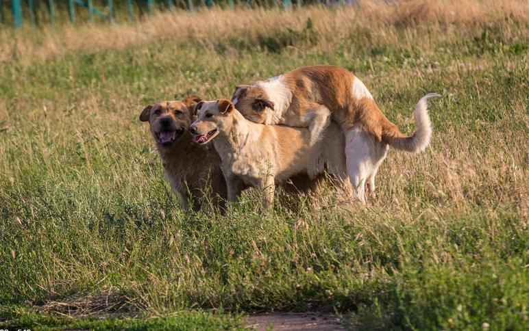 狗子在交配时为什么会被“锁”住，这到底是怎么回事？
