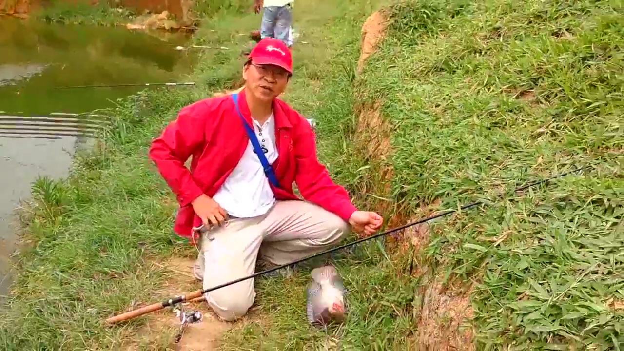 罗非鱼的正确钓法,太阳鱼和罗非鱼生活习性区别