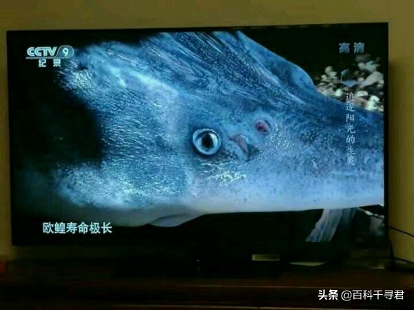 欧鳇的寿命极短,欧鳇是淡水鱼还是海鱼