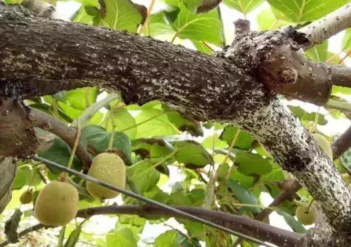 猕猴桃八大虫害图,猕猴桃虫害防治方法