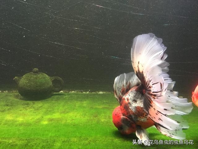 鱼缸中各种藻类,鱼缸中的各种藻类