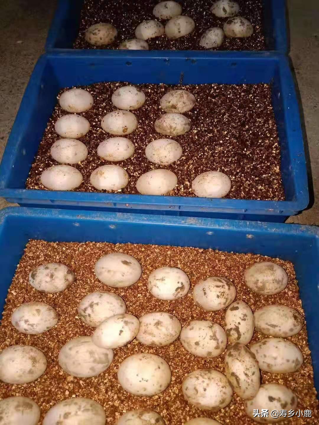 亚洲巨龟蛋孵化时间,亚巨龟怎么孵化