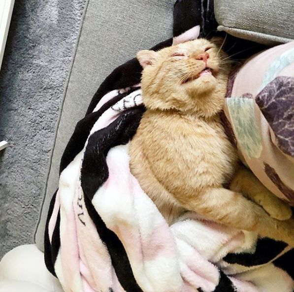 房东不准养猫谁能把猫领养,租房时房东不让养猫然后发了图片