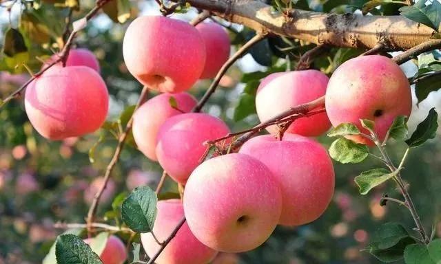 磷酸二氢钾使用方法及作用,磷酸二氢钾的作用和使用方法