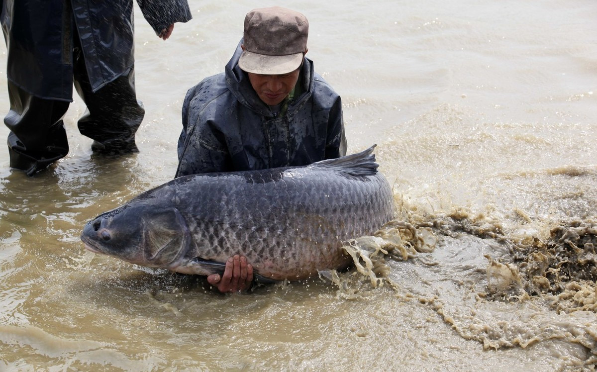 小青鱼能吃坚硬的螺蛳吗,螺蛳怎么处理青鱼爱吃
