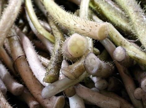 菊花在古代被古人称为什么之一,古代菊花的别称是什么