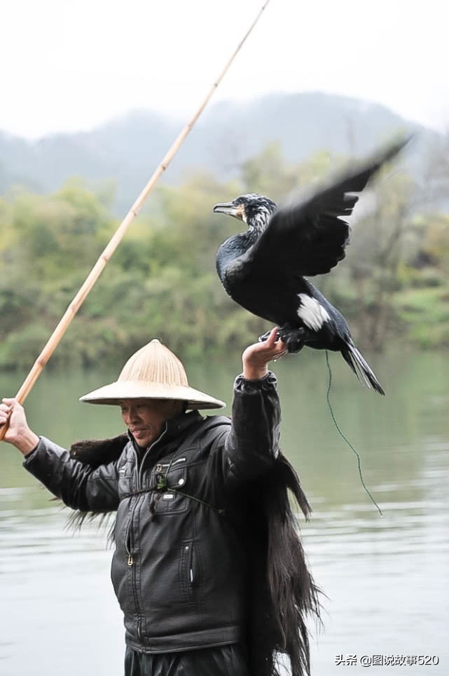 鱼鹰入水抓鱼,鱼鹰抓鱼有多厉害