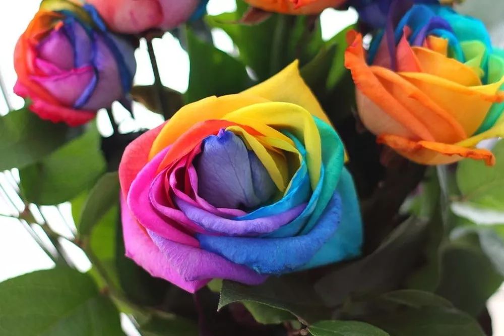 花店必备的5款玫瑰,鲜花图鉴一次性认识30种玫瑰花