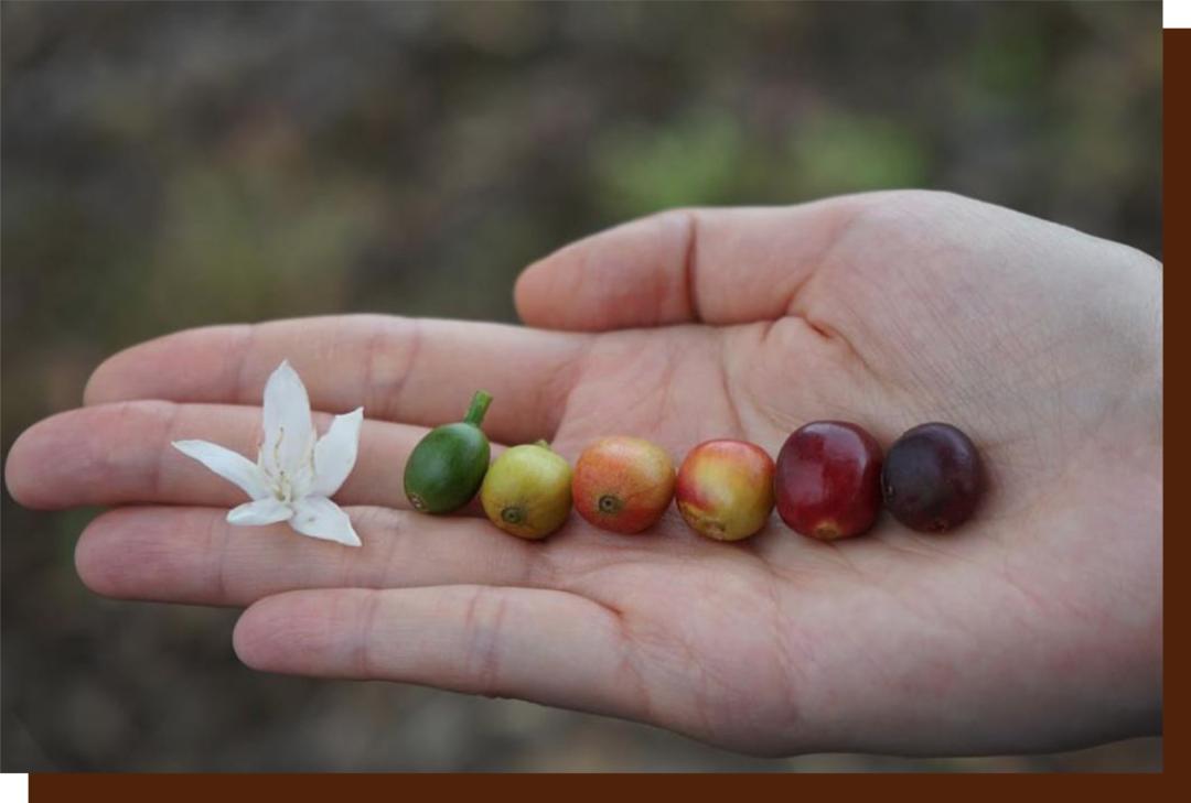 如何点一杯咖啡显得专业,如何点一杯美式咖啡