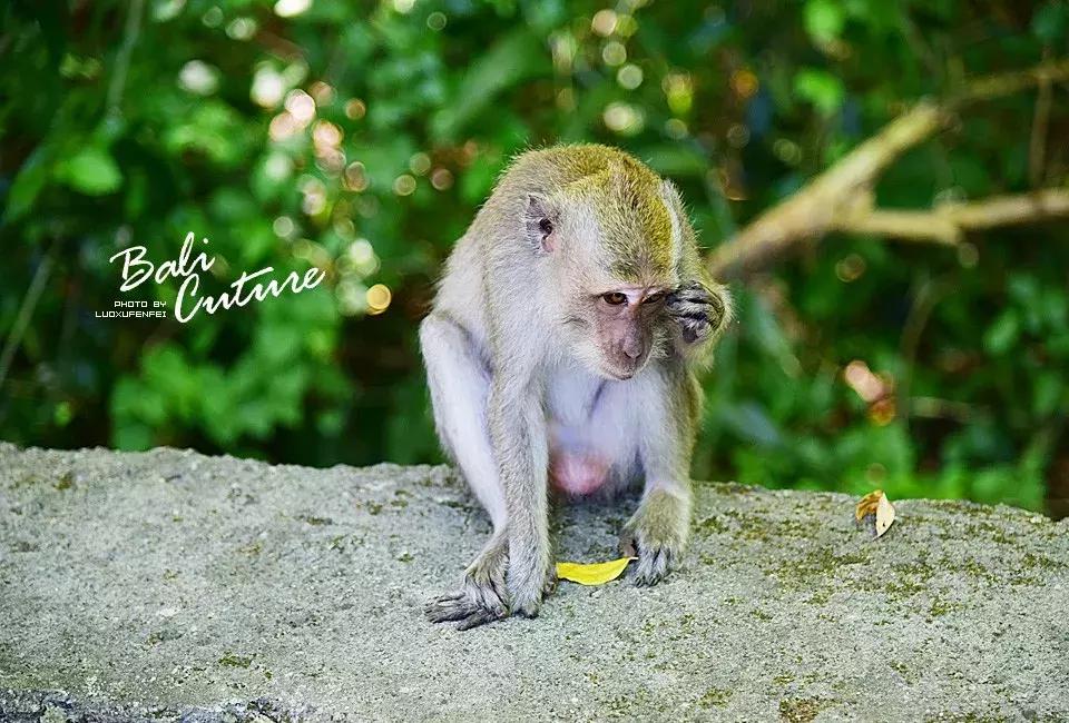 999玩转巴厘究竟嗨不嗨:香遇巴厘,南太平洋的风与海