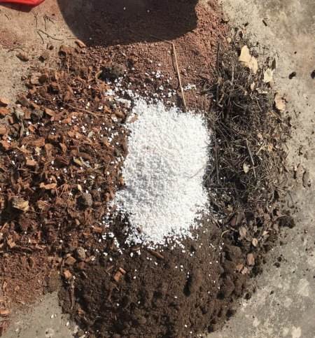 养花怕生虫?4个方法除“隐患”,土壤没虫卵病菌,养啥旺啥