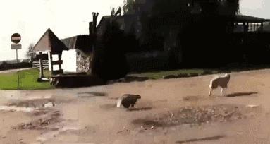 蜜獾吃毒蛇像吃辣条,蜜獾平头哥大战狮子