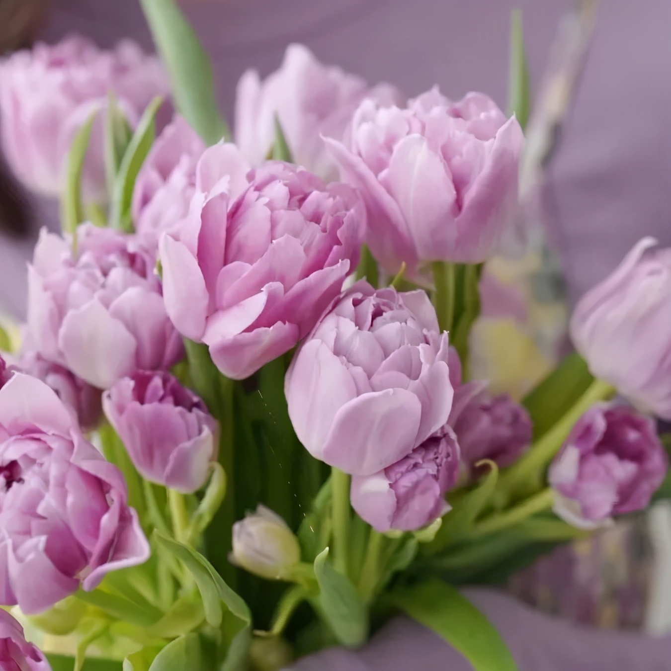 经验贴分享视频,鲜切花非洲菊的养护方法