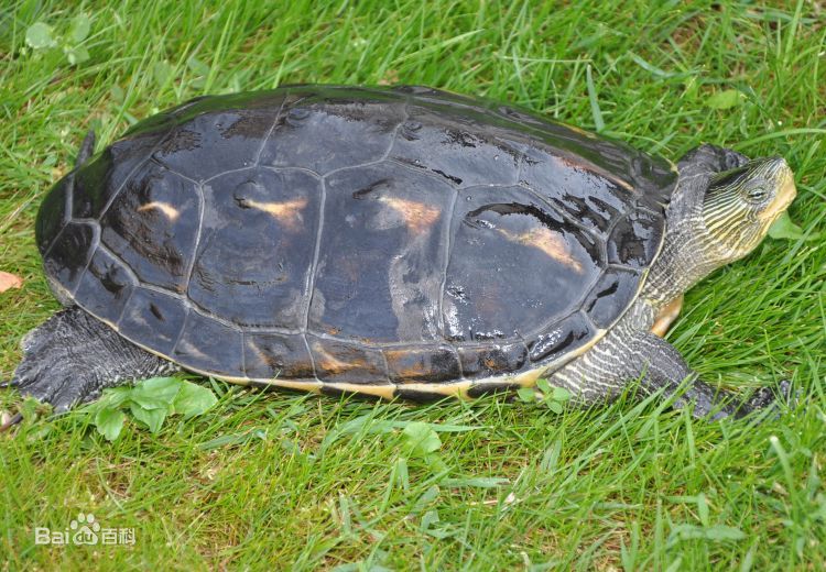 宠物龟饲养环境龟房,常见宠物龟介绍书籍