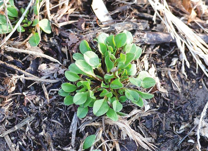 清明植物图鉴,清明时有什么植物和动物