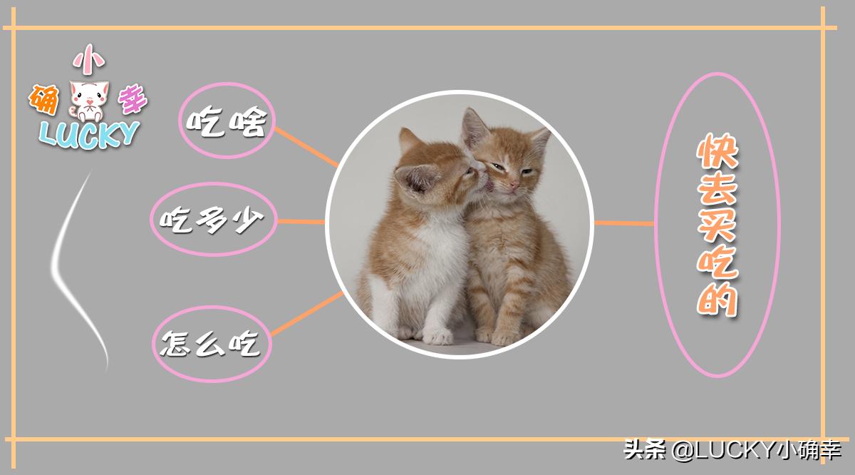 没想到吧？“智能家居”助力“无忧养猫”，铲屎官搓手期待