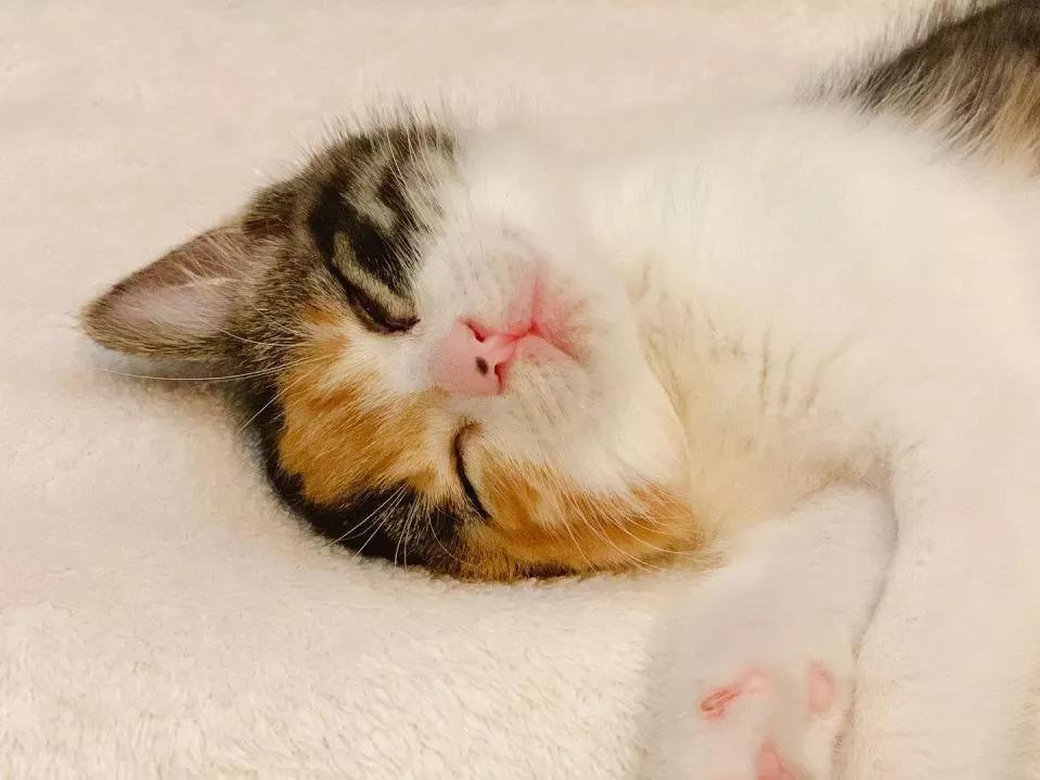 跟着我们猫狗大联盟，你会有喵的！黄阿姨猫咪领养专场