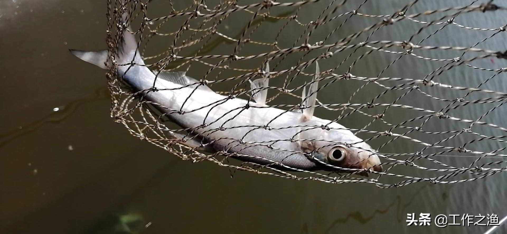 4月野河路亚翘嘴手法和技巧,野钓3.6翘嘴的方法