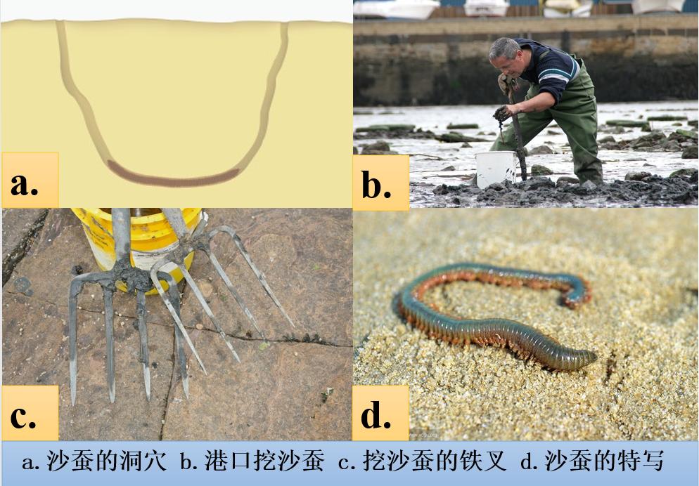 沙蚕为什么被称为万能钓饵,钓鱼用的沙蚕怎么养殖