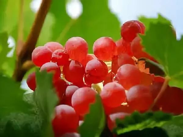 全新疆著名的特产,盘点十大新疆的特产