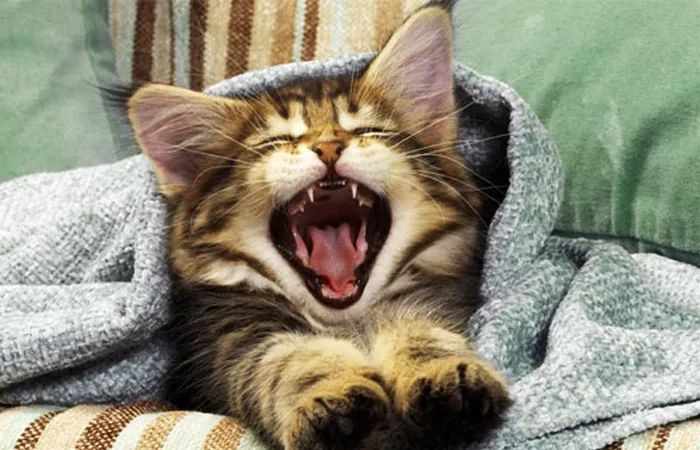 猫咪牙龈红肿口臭是杯状吗,猫咪口臭不吃东西是怎么回事