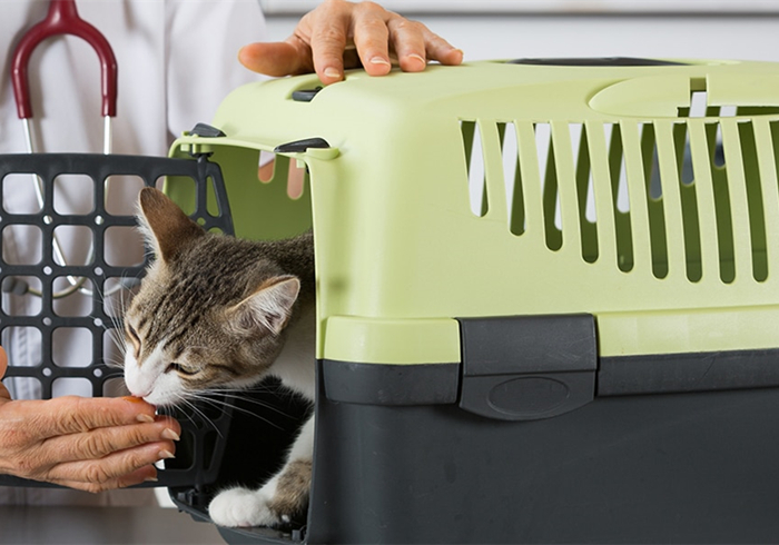 15岁猫咪慢性肾病治疗,猫咪肾病