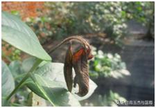 蓝莓枝枯病害图片大全,蓝莓果都有哪些病害