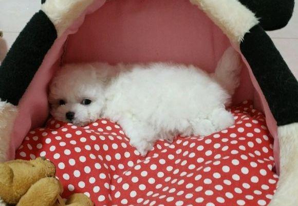 狗狗为什么吐狗粮该如何治疗,狗狗肠胃炎吐狗粮怎么办