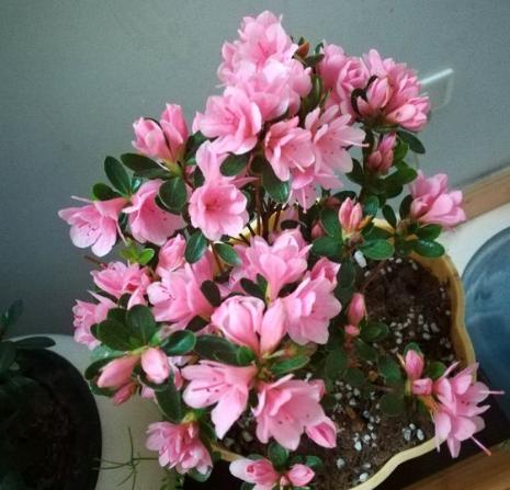 刚从花市回来的杜鹃怎么处理,刚种的杜鹃叶子枯萎