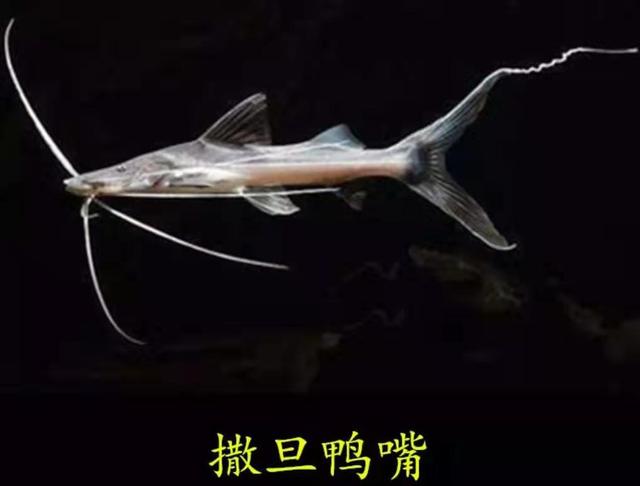 不建议饲养的观赏鱼,家中的观赏鱼可以放到寺庙放生吗