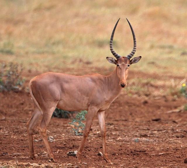 非洲牛科,物种繁多,来认识一下非洲大陆的各种羚羊吧