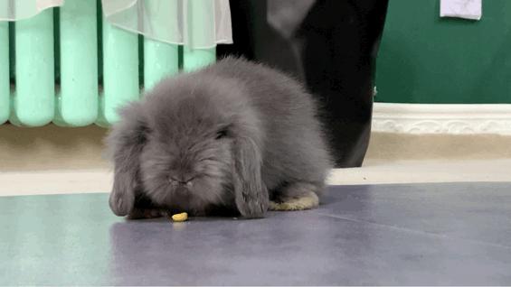 西安撸兔店,西安撸兔体验馆团购