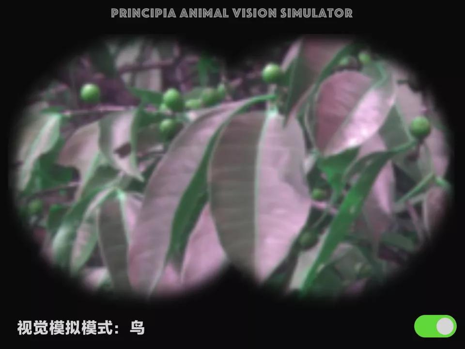 视觉软件exe,视觉模拟器