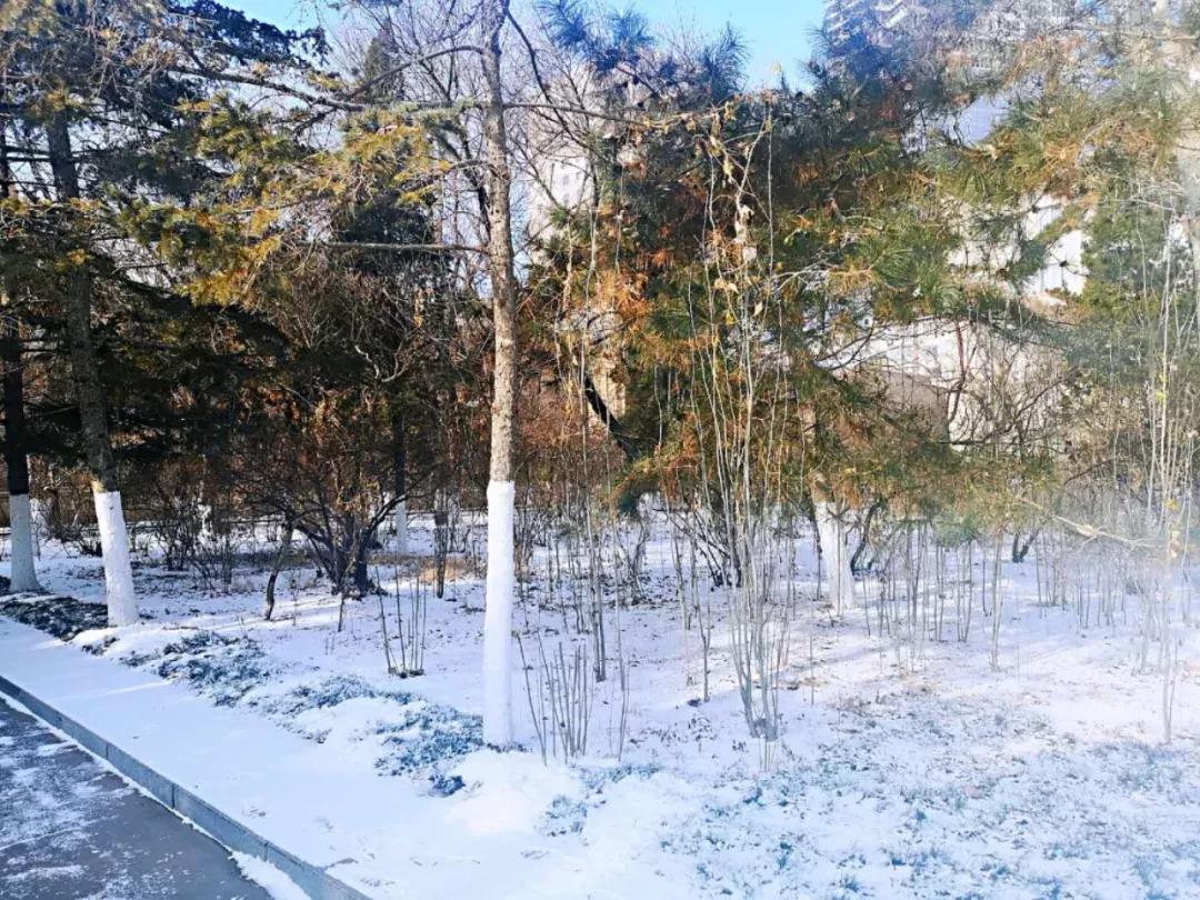 辽宁大学和鲁迅美术学院,辽宁省鲁迅美术学院是985吗