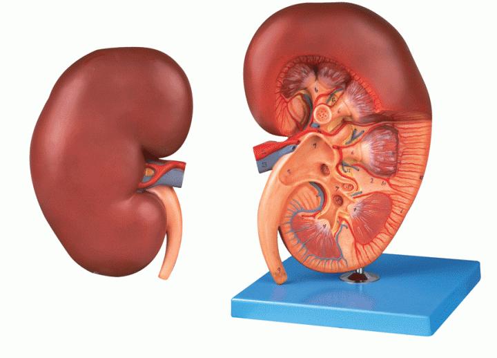 肾保养操作教程,最便宜的强肾方法