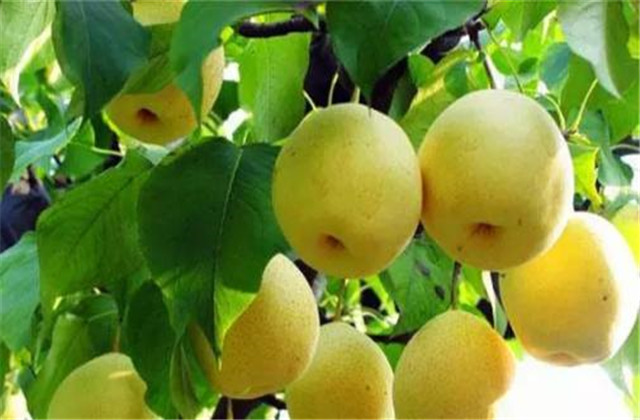 梨树常见的病虫害,梨树的病虫防治方法有哪些
