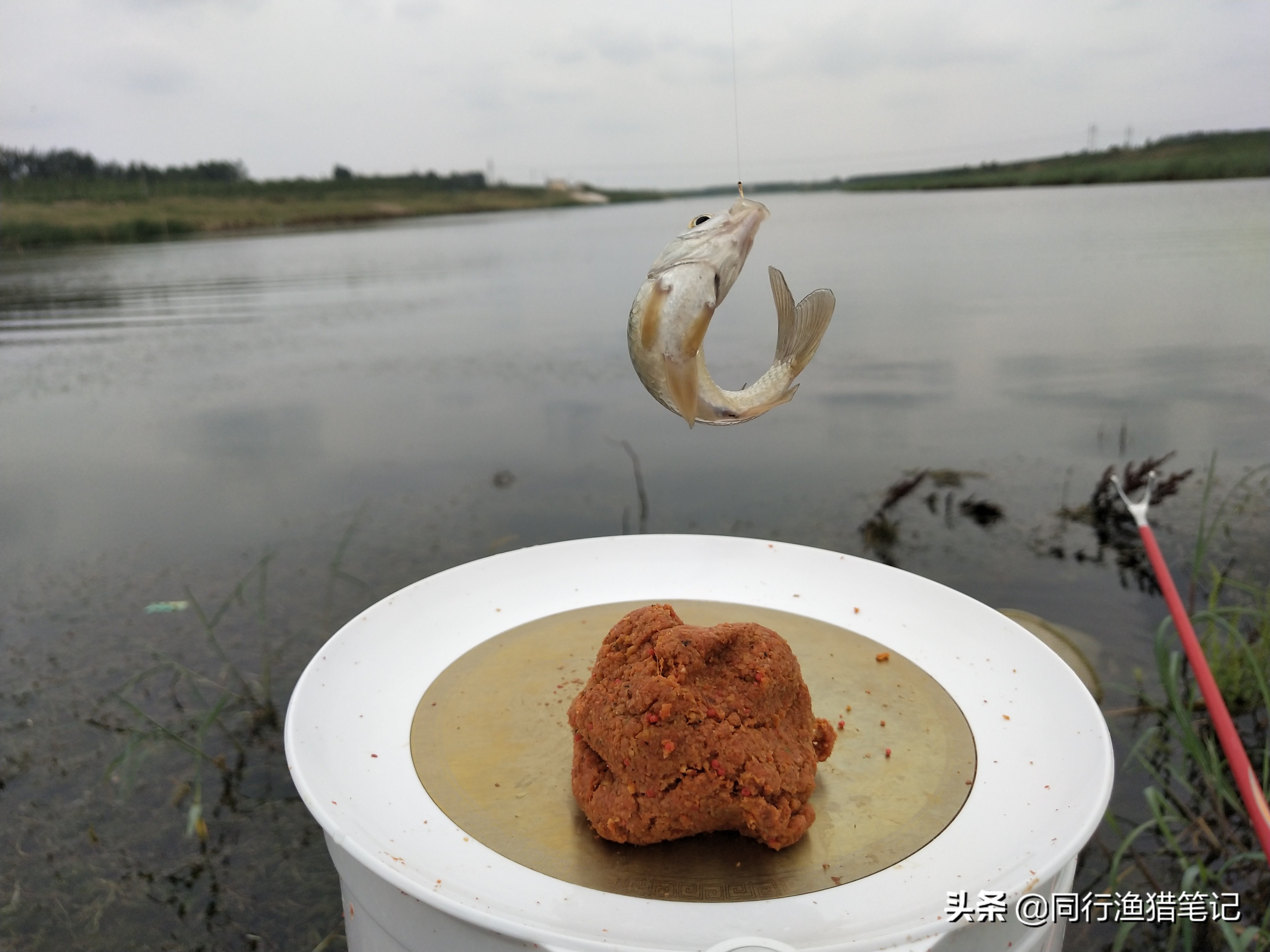 如何开出有弹性蓬松饱满的拉饵呢,拉饵怎么开才能拉出饱满的饵团