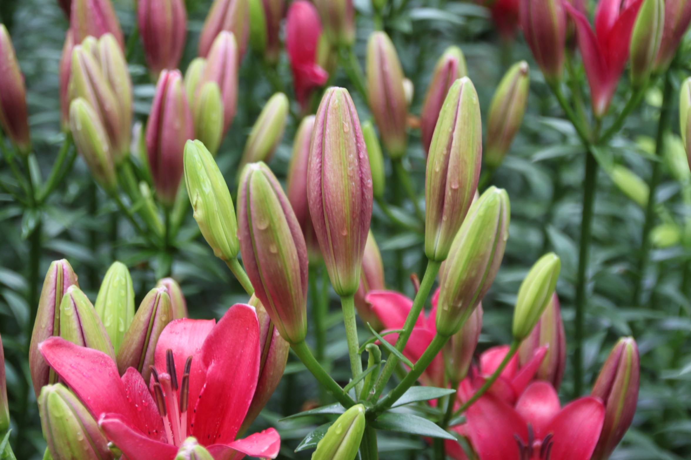 百合病有什么危害和症状图片大全,百合病害如何治疗好得快一点