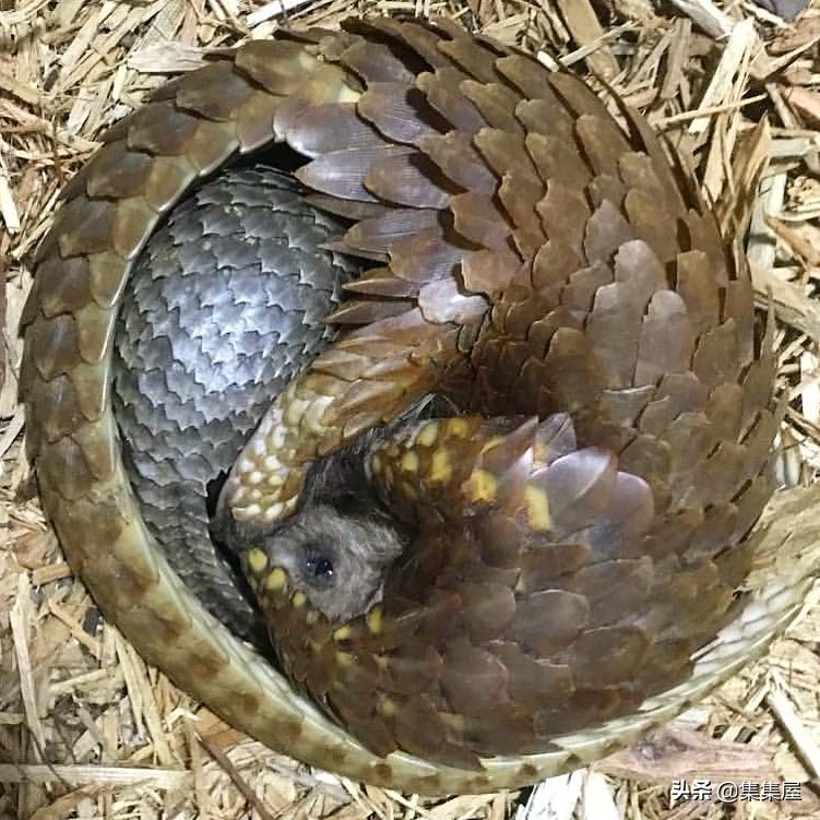 来自动物世界的22个有趣事实,动物世界中有什么有趣的现象