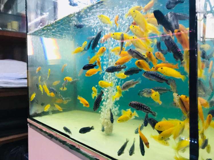 啥鱼不用加热棒也能养,用加热棒最好养的十款热带鱼