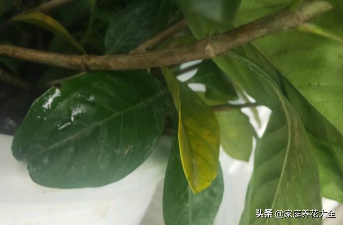 栀子黄叶浇硫酸亚铁多长时间恢复,大叶栀子出现落叶黄叶是怎么回事