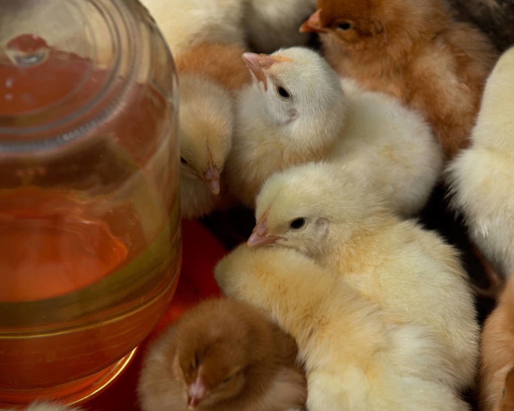 鸡打瞌睡是什么原因,鸡打瞌睡是病吗