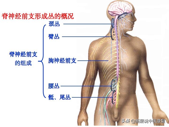 中枢神经系统断层解剖讲解,中枢神经3d解剖动画