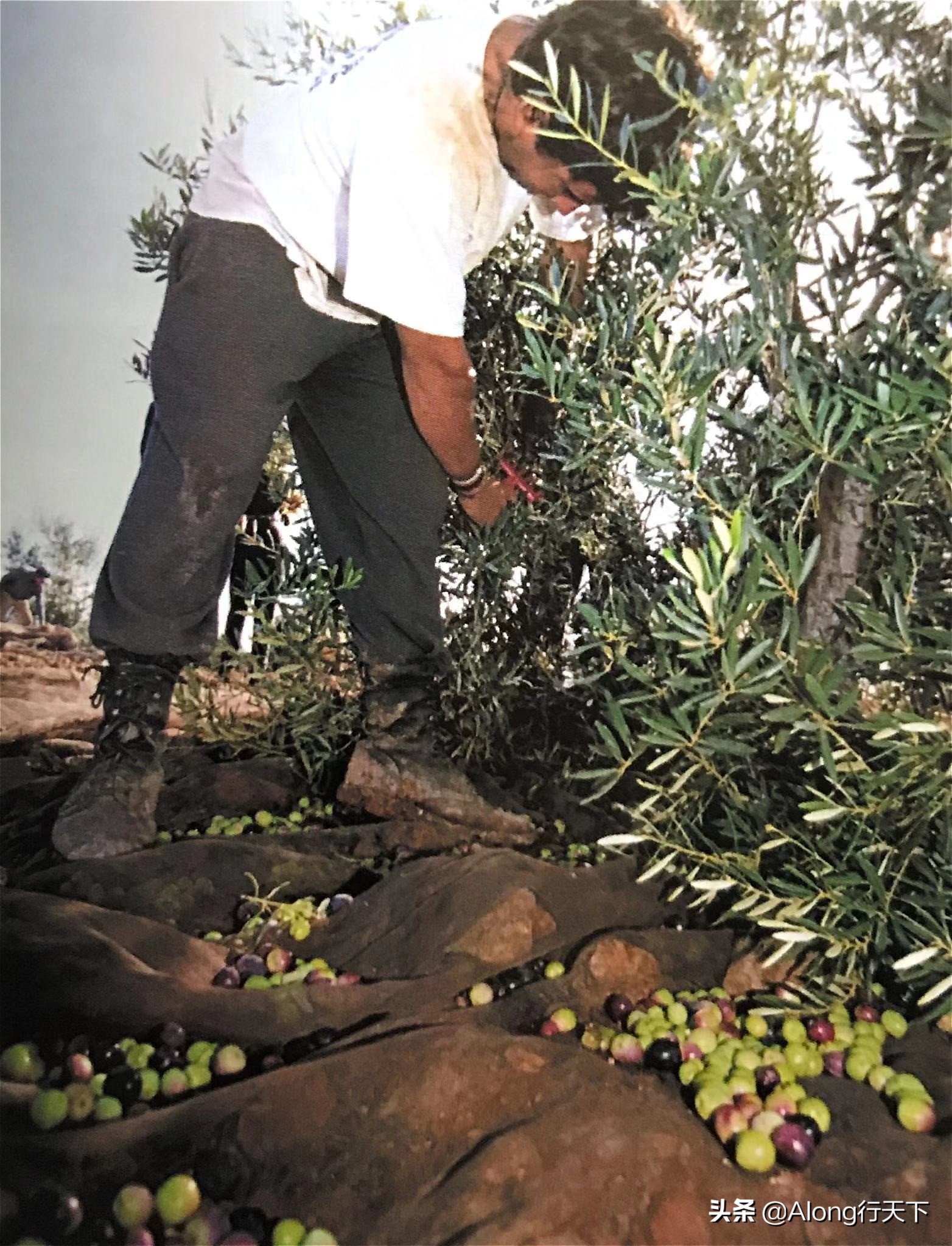 液体黄金橄榄油禁忌,液体黄金精油有哪些